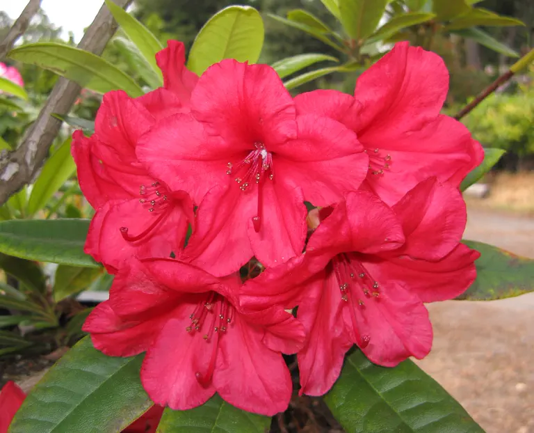 Photo of R. 'Vulcan's Flame', Rhododendron Hybrid