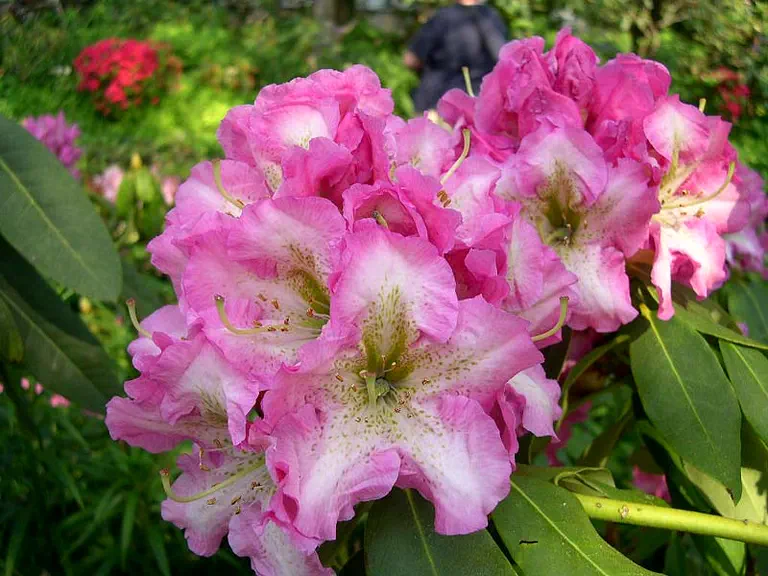 Photo of R. 'Taj Mahal', Rhododendron Hybrid