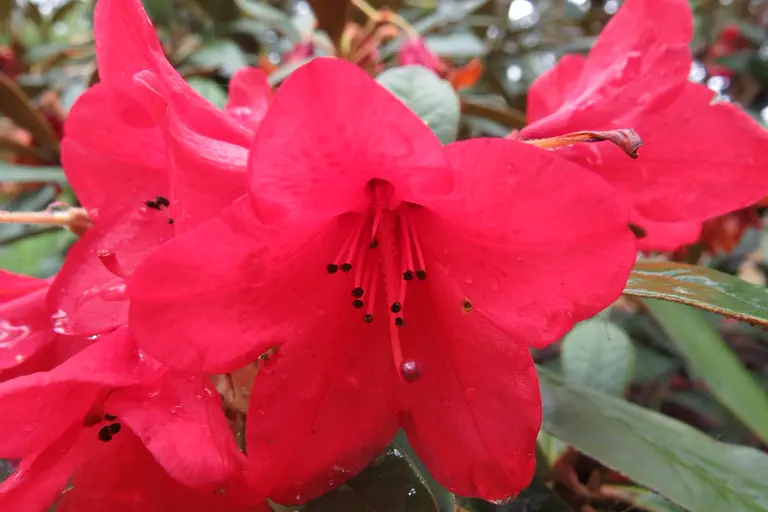 Photo of R. 'W.F.H. Group', Rhododendron Cultivar group