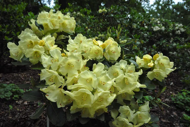 Photo of R. 'Tamina', Rhododendron Hybrid