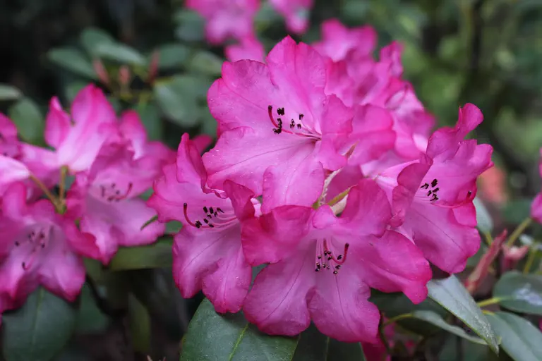 Photo of R. 'Tantramar', Rhododendron Hybrid