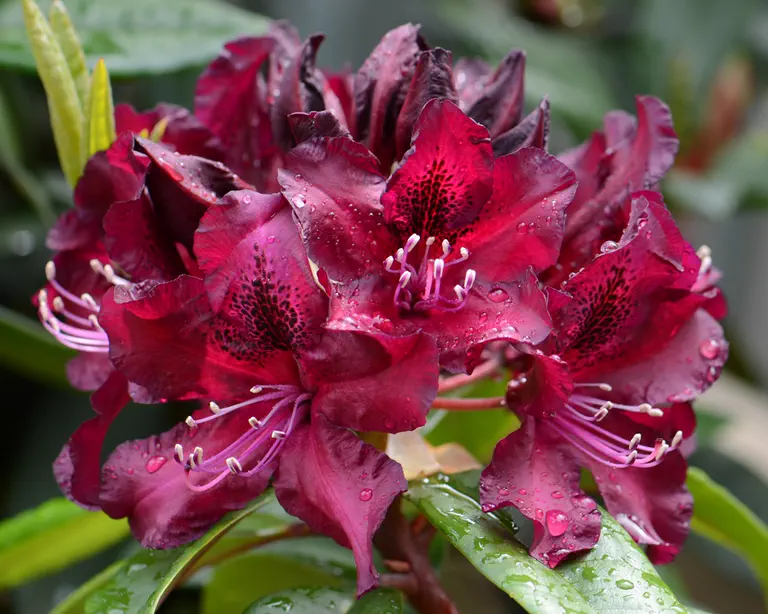Photo of R. 'Warlock', Rhododendron Hybrid