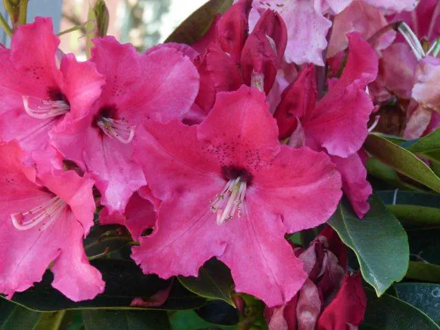 Photo of R. 'Walloper No. 10', Rhododendron Hybrid
