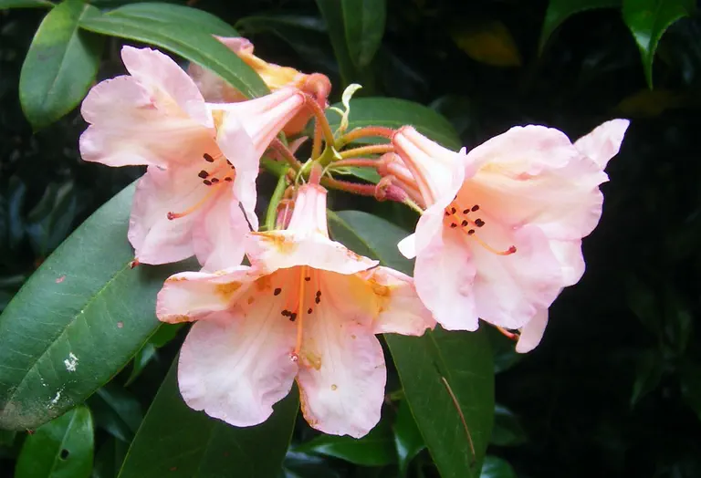 Photo of R. 'Coral Reef', Rhododendron Hybrid