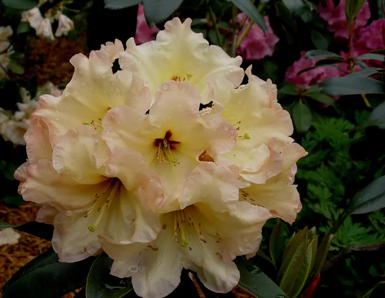Photo of R. 'O'Canada', Rhododendron Hybrid