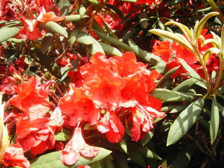 Photo of R. 'Theresa Group', Rhododendron Cultivar group