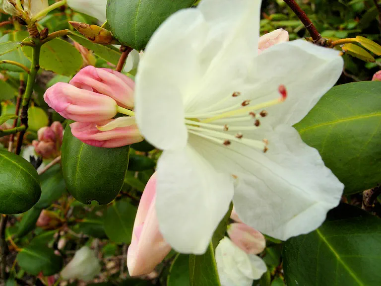 Photo of R. 'White Pippin', Rhododendron Hybrid