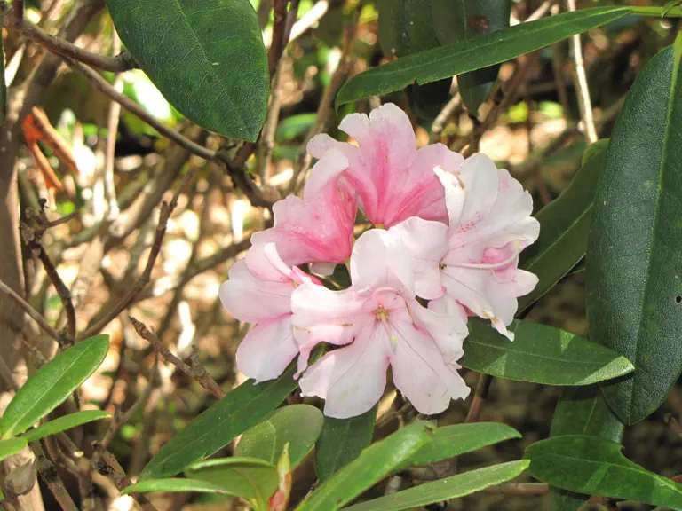 Photo of R. 'Anna x yakushimanum', Rhododendron Hybrid