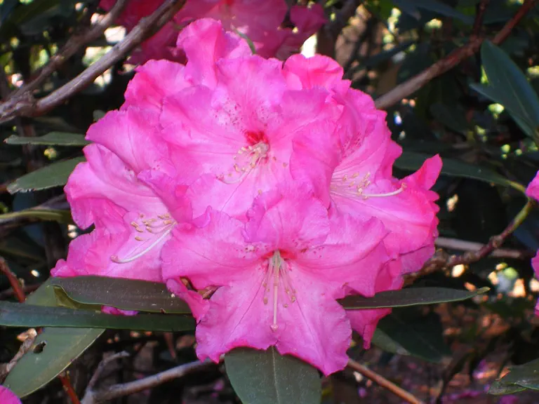 Photo of R. 'Freeman R. Stephens', Rhododendron Hybrid