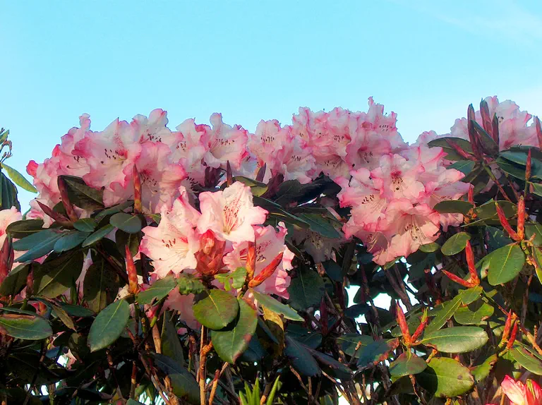 Photo of R. 'Flora Markeeta', Rhododendron Hybrid