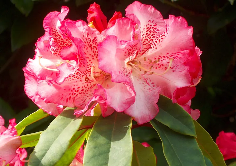 Photo of R. 'Forever Yours', Rhododendron Hybrid
