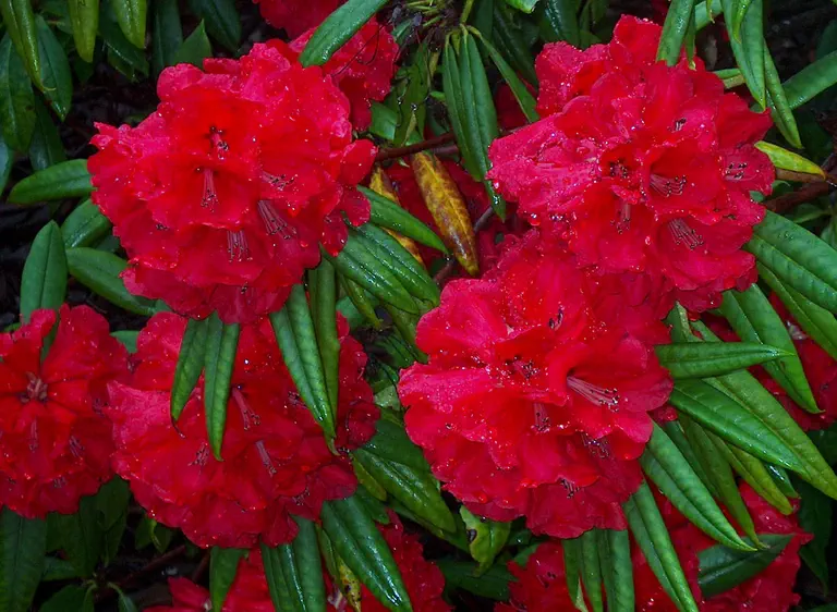 Photo of R. 'Crossroads', Rhododendron Hybrid