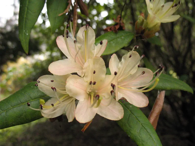Photo of R. 'Ann Carey', Rhododendron Hybrid