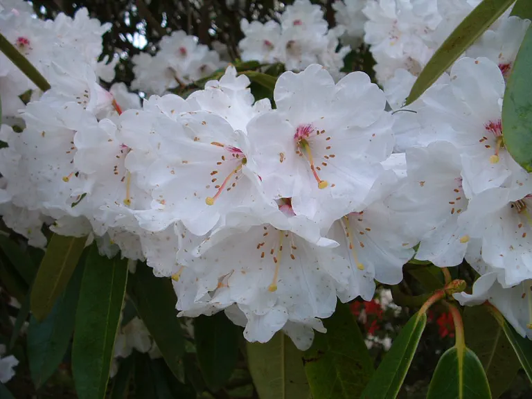 Photo of R. 'Calfort Group', Rhododendron Cultivar group