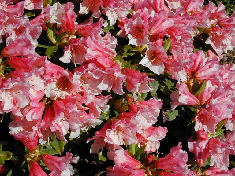 Photo of R. 'Wee Bee', Rhododendron Hybrid