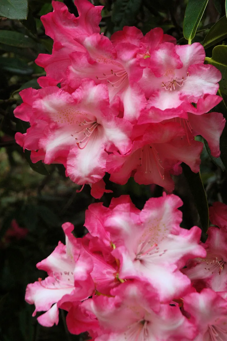 Photo of R. 'Rainbow', Rhododendron Hybrid