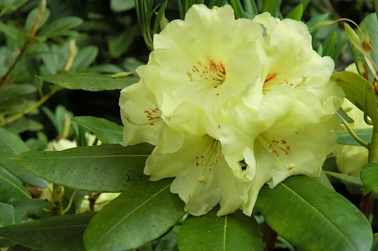 Photo of R. 'Sunny Day', Rhododendron Hybrid