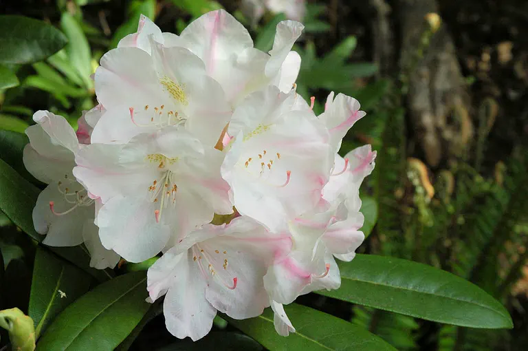 Photo of R. 'Fawcett yakushimanum', Rhododendron Hybrid