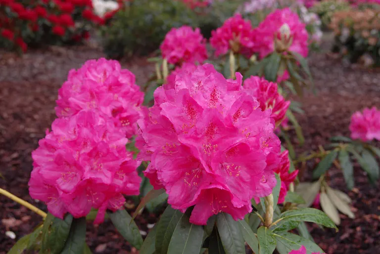 Photo of R. 'Bernhard Lauterbach', Rhododendron Hybrid