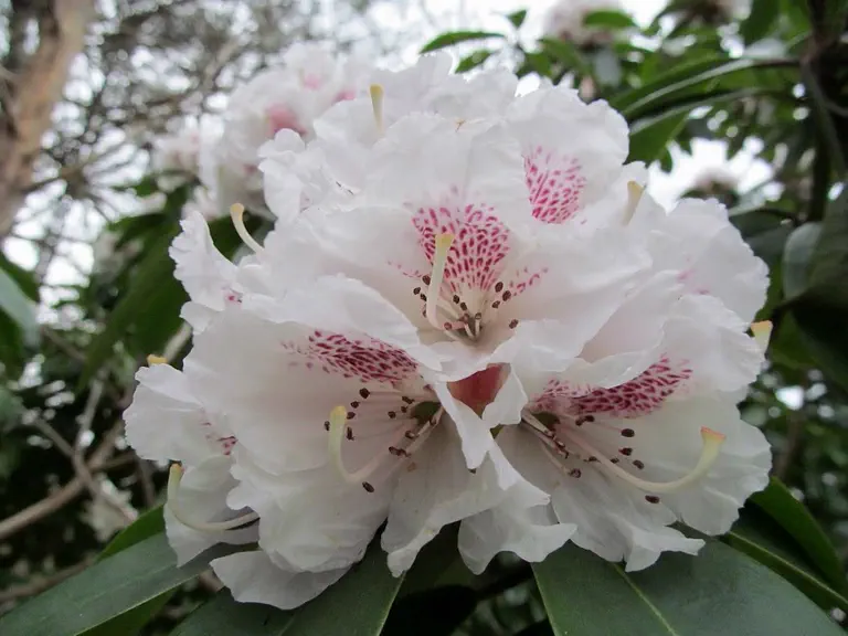 Photo of R. 'Bosutch', Rhododendron Hybrid