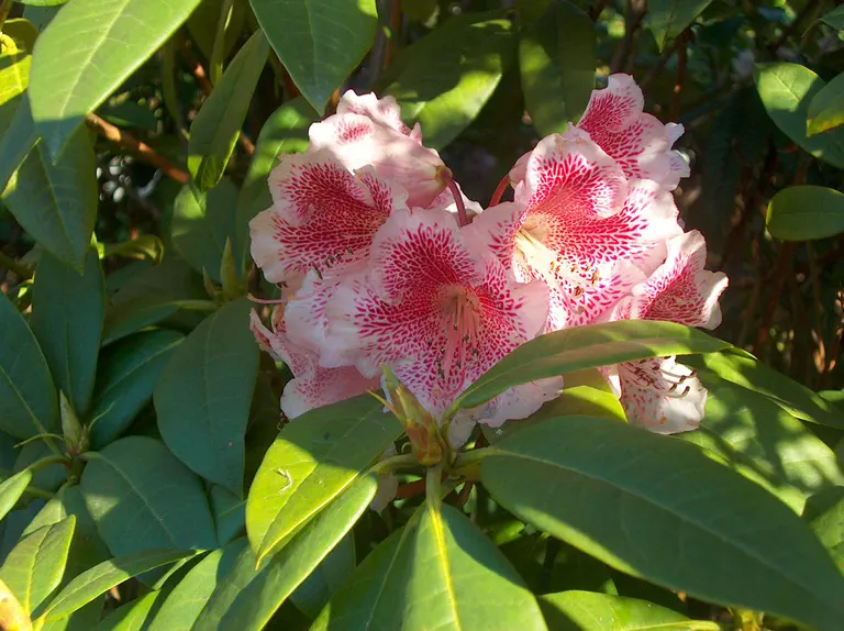 Photo of R. 'Princess Abkhazi', Rhododendron Hybrid