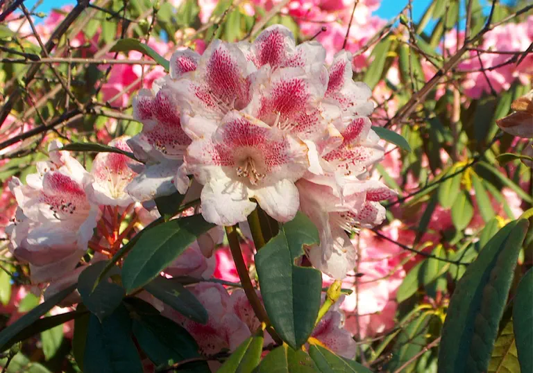 Photo of R. 'Prince Abkhazi', Rhododendron Hybrid