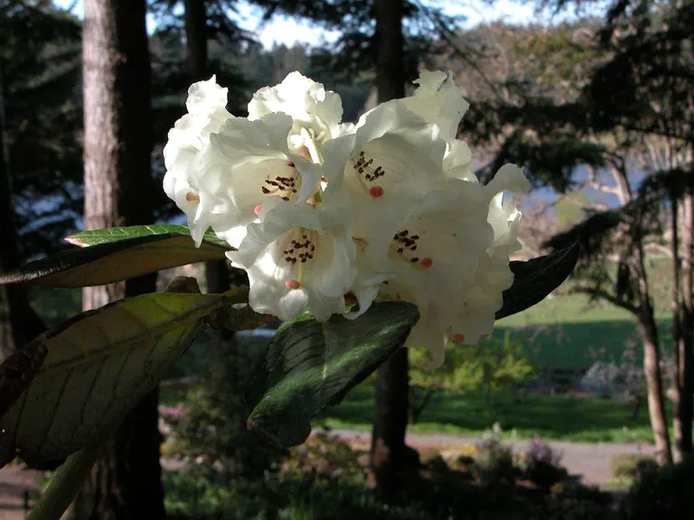 Photo of R. 'My Delight', Rhododendron Hybrid