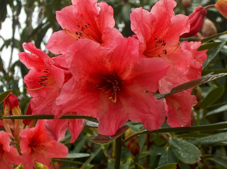 Photo of R. 'Norma Hodge', Rhododendron Hybrid