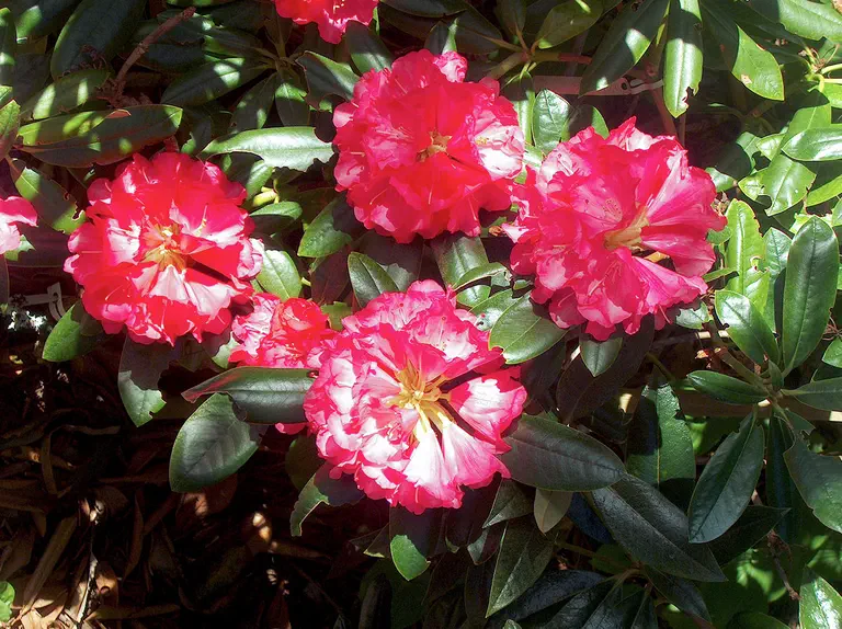 Photo of R. 'Noyo Maiden', Rhododendron Hybrid