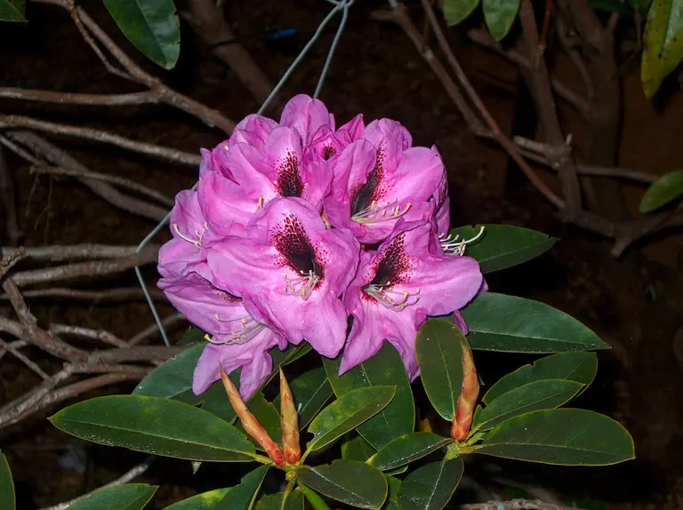Photo of R. 'Mrs O.B. Watson', Rhododendron Hybrid