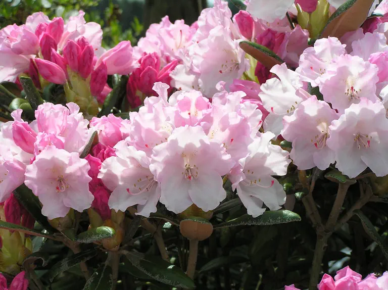 Photo of R. 'Pink Sherbet', Rhododendron Hybrid