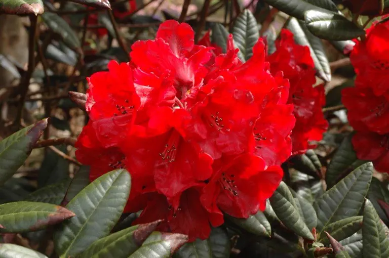 Photo of R. 'Whid Bee', Rhododendron Hybrid