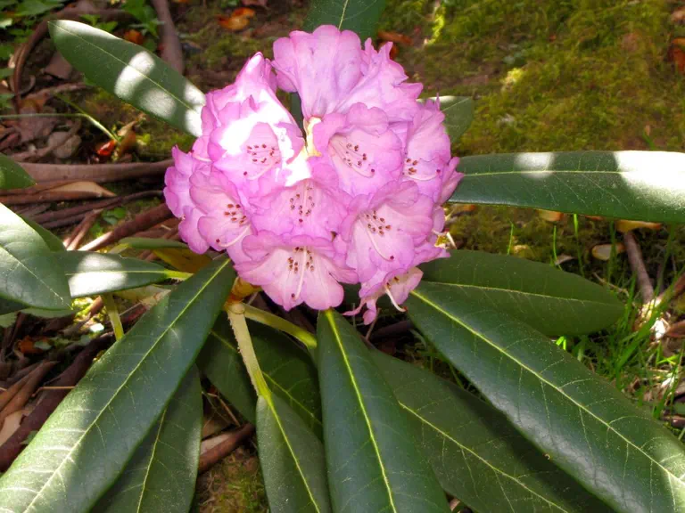Photo of R. 'Whidbey Island', Rhododendron Hybrid