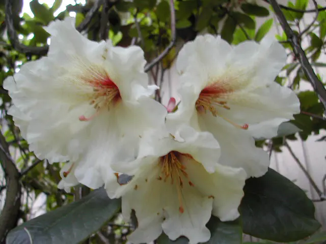Photo of R. 'Full Moon', Rhododendron Hybrid