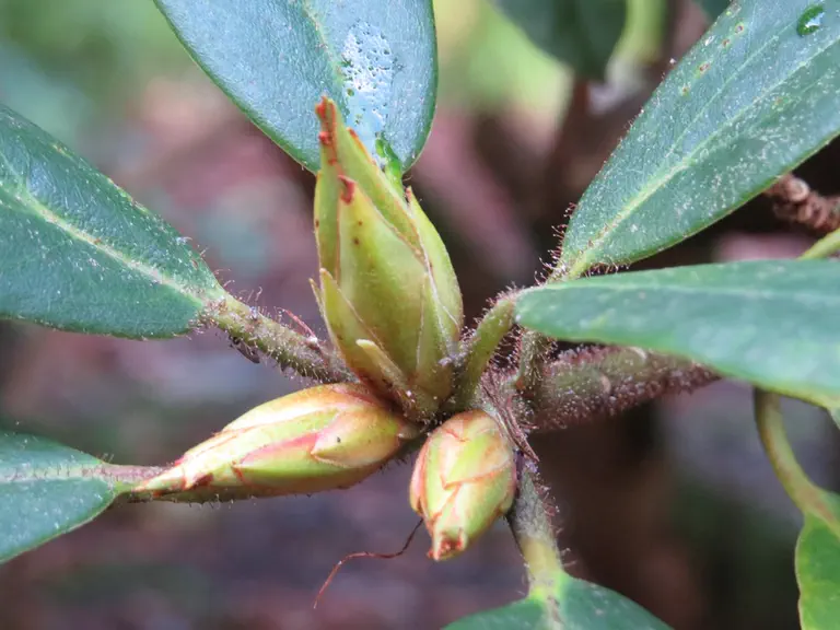 Photo of R. 'Perseus Group', Rhododendron Cultivar group