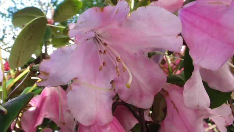 Photo of R. 'Temple Belle Group', Rhododendron Cultivar group