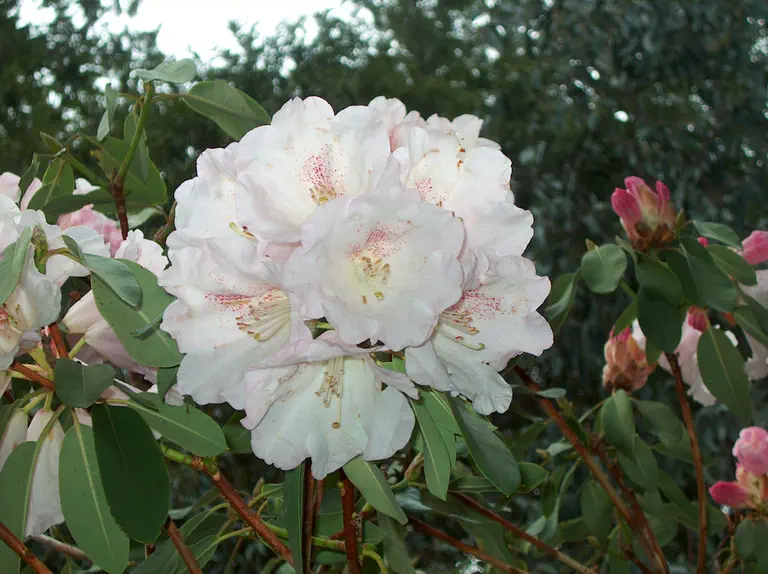 Photo of R. 'Ariel Group', Rhododendron Cultivar group