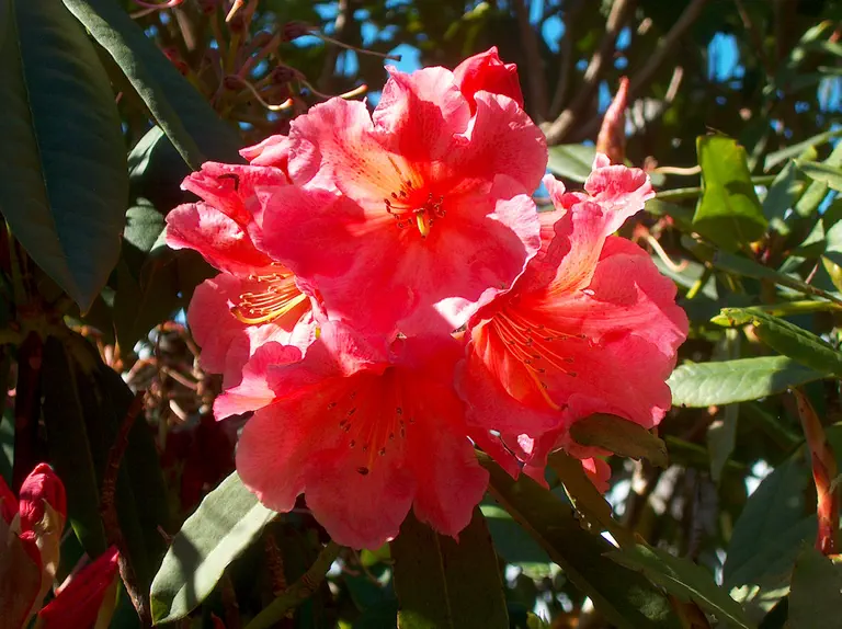 Photo of R. 'Coral Queen', Rhododendron Hybrid