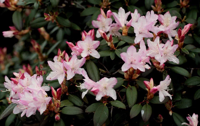 Photo of R. 'Christa Reich', Rhododendron Hybrid