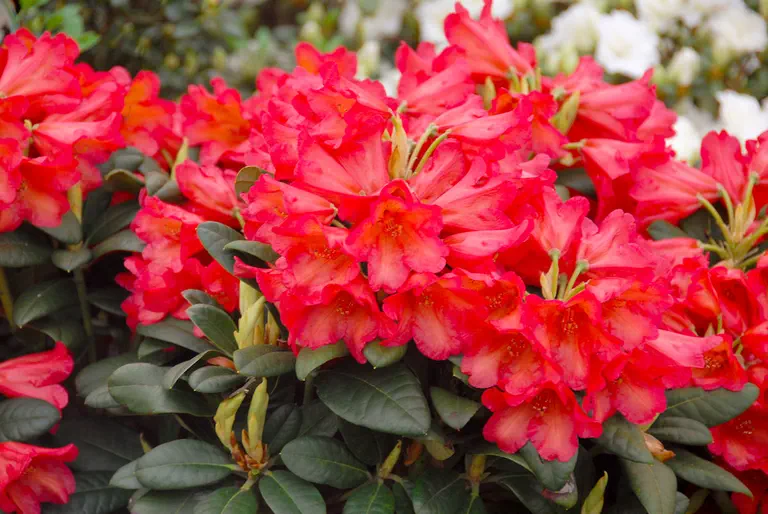 Photo of R. 'Maskarill', Rhododendron Hybrid