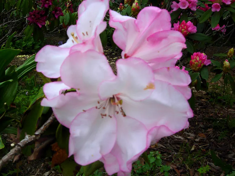 Photo of R. 'Sierra Sunset', Rhododendron Hybrid
