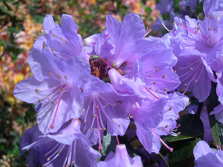 Photo of R. 'Rhein's Luna', Rhododendron Hybrid