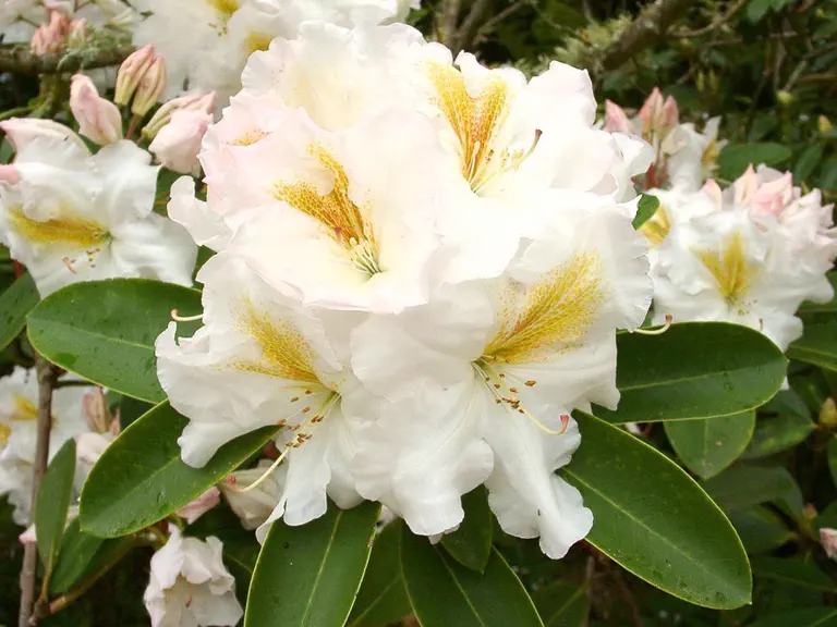 Photo of R. 'White Gold', Rhododendron Hybrid