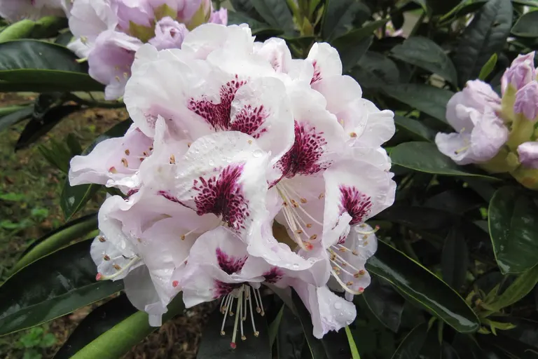 Photo of R. 'Marsalla', Rhododendron Hybrid