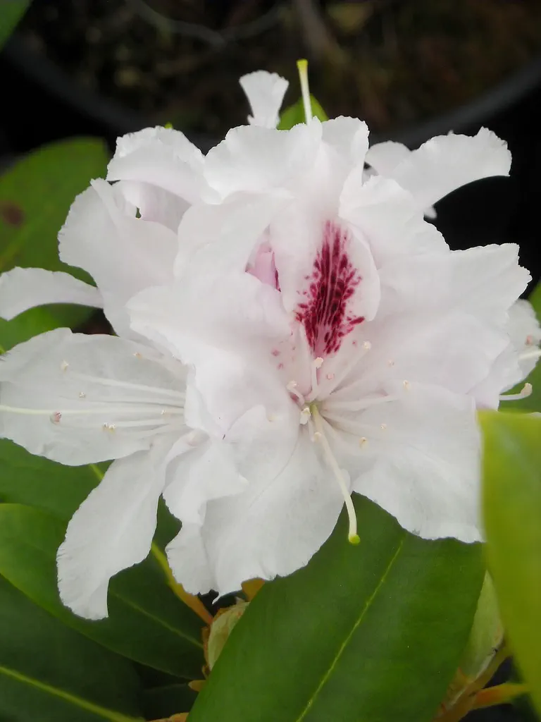 Photo of R. 'White Peter', Rhododendron Hybrid