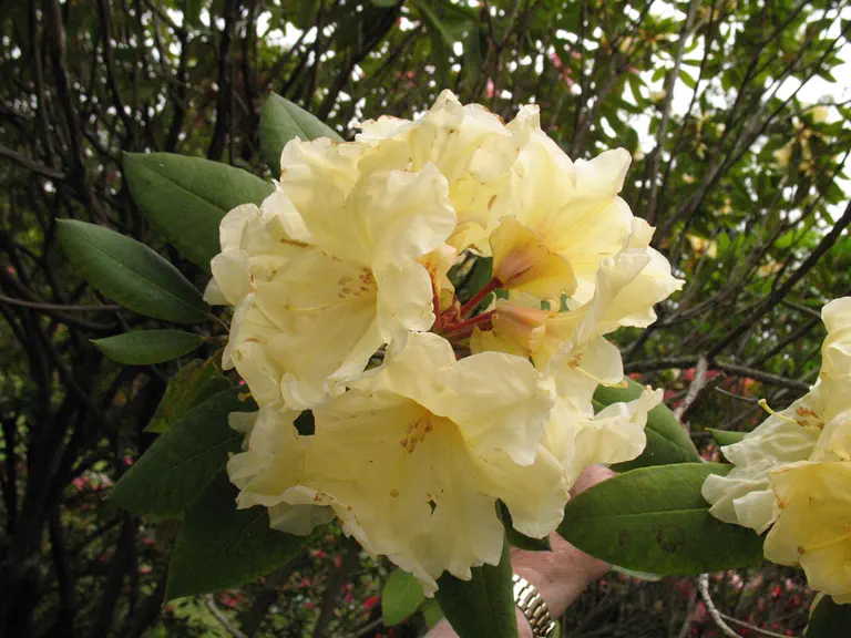 Photo of R. 'Whitney's Best Yellow', Rhododendron Hybrid