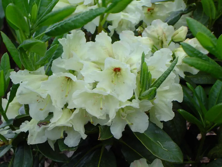 Photo of R. 'Füllhorn', Rhododendron Hybrid