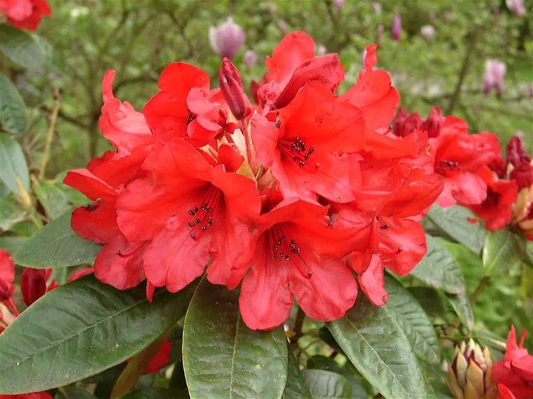 Photo of R. 'Whitney's Dwarf Red', Rhododendron Hybrid