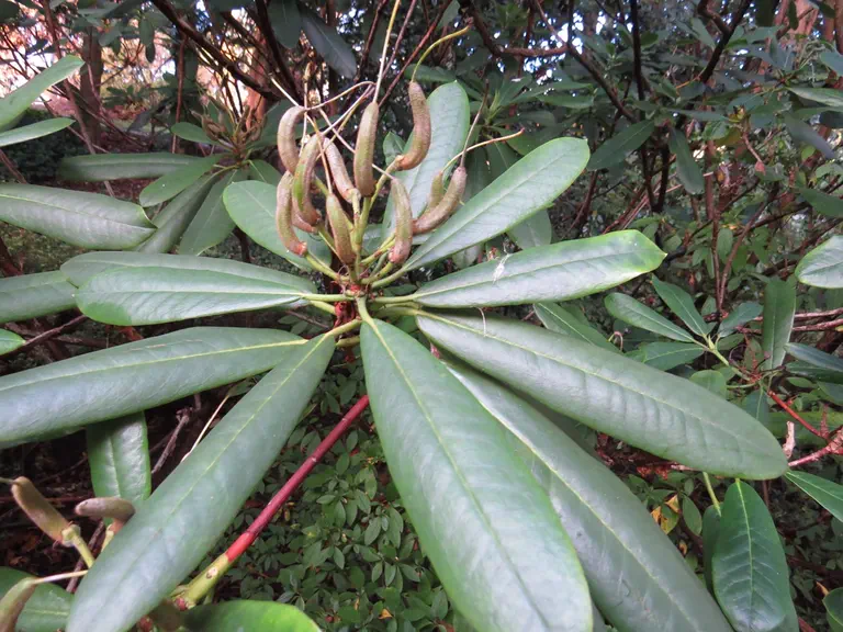Photo of R. 'Firedrake Group', Rhododendron Hybrid
