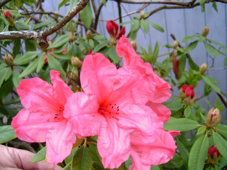 Photo of R. 'Fire Bird Group', Rhododendron Hybrid